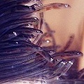 Photo of glass eels